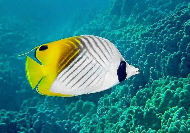 Akvaryum Filtreleme Sistemleri: Seçim ve Bakım Rehberi