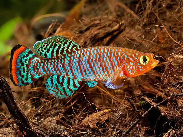 Killifish (Nothobranchius rachovii) - En Renkli Balık Türü