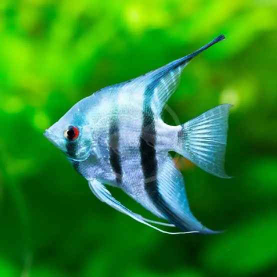 Angelfish (Pterophyllum scalare) - En Renkli Balık Türü