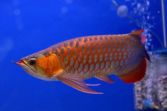 Asian Arowana - Nadir ve koruma altında balık türü