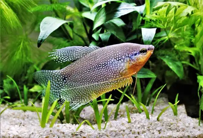 Pearl Gourami (Trichogaster leeri) - En Renkli Balık Türü