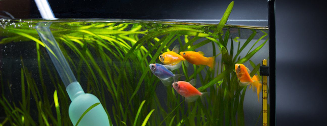 Akvaryum Su Kalitesi: pH, Sıcaklık ve Kimyasal Denge